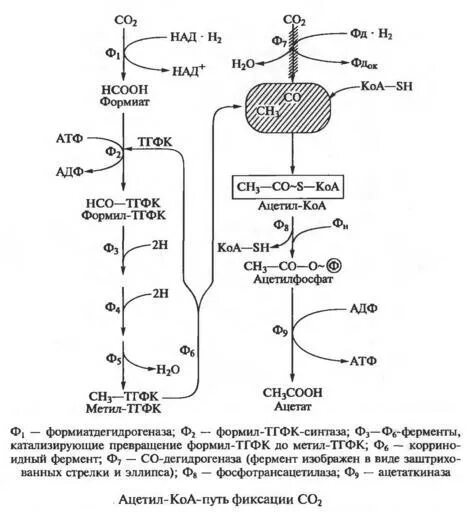 Ацетил КОА путь. Ацетил КОА co2 АТФ. Ацетил-КОА путь фиксации. Восстановительный ацетил СОА путь. Ацетил коа пути