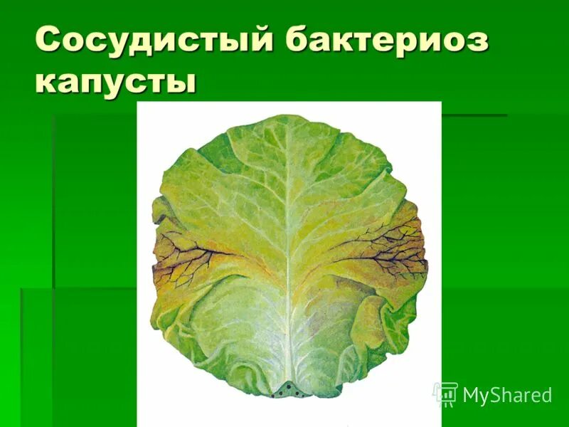 сосудистый бактериоз капусты. слизистый бактериоз капусты. сосудистый бактериоз капусты (xanthomonas campestris). сосудистый бактериоз капусты. сосудистый бактериоз капусты (xanthomonas campestris).