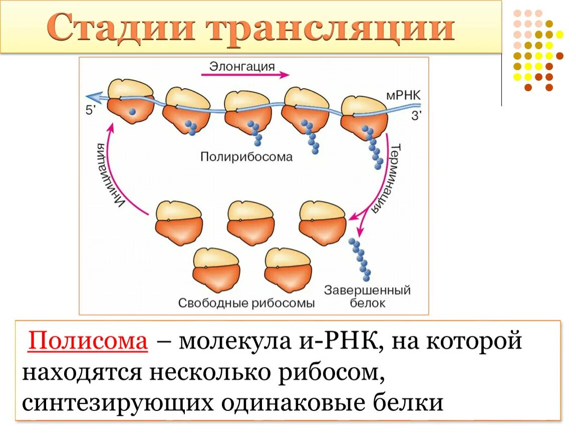 Синтез белка трансляция полисома. Биосинтез белка полисома. Полисомы строение и функции.