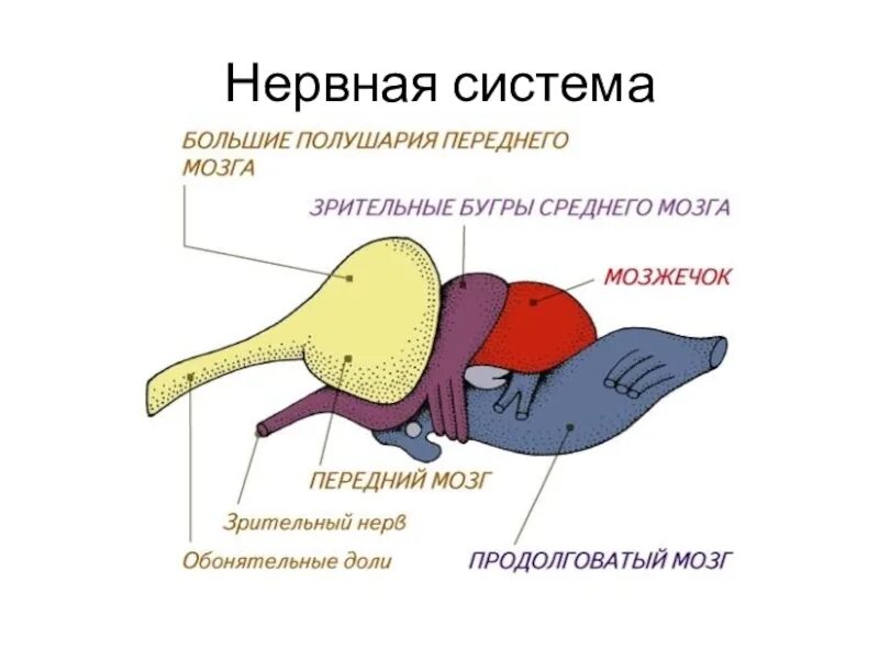 Развитие мозжечка у земноводных. Строение головного мозга пресмыкающихся. Строение головного мозга крокодила. Схема отделов головного мозга пресмыкающихся. Строение головного мозга рептилий.