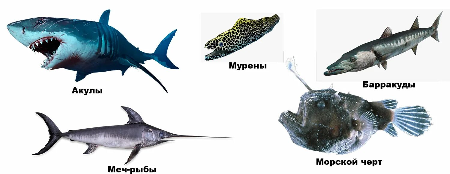 On y comprend rien avec les poissons Madanm Paton ! - Le blog de madanmpaton Sey