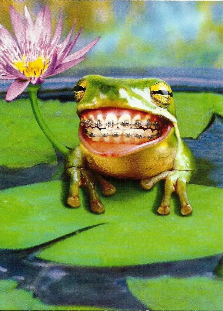 Как выглядят зубы лягушки African Bullfrog: A Stunning Stock Image
