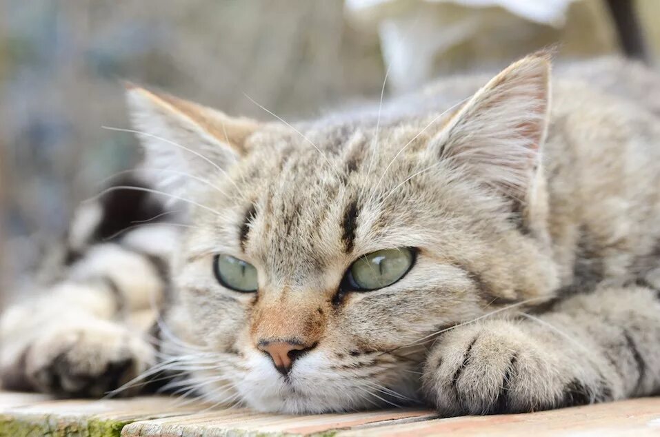 Довольно мурлыкает кошка. Котик мурлычет. котик мурчит. кошечка мурлыкает. котики милые мурчащие.