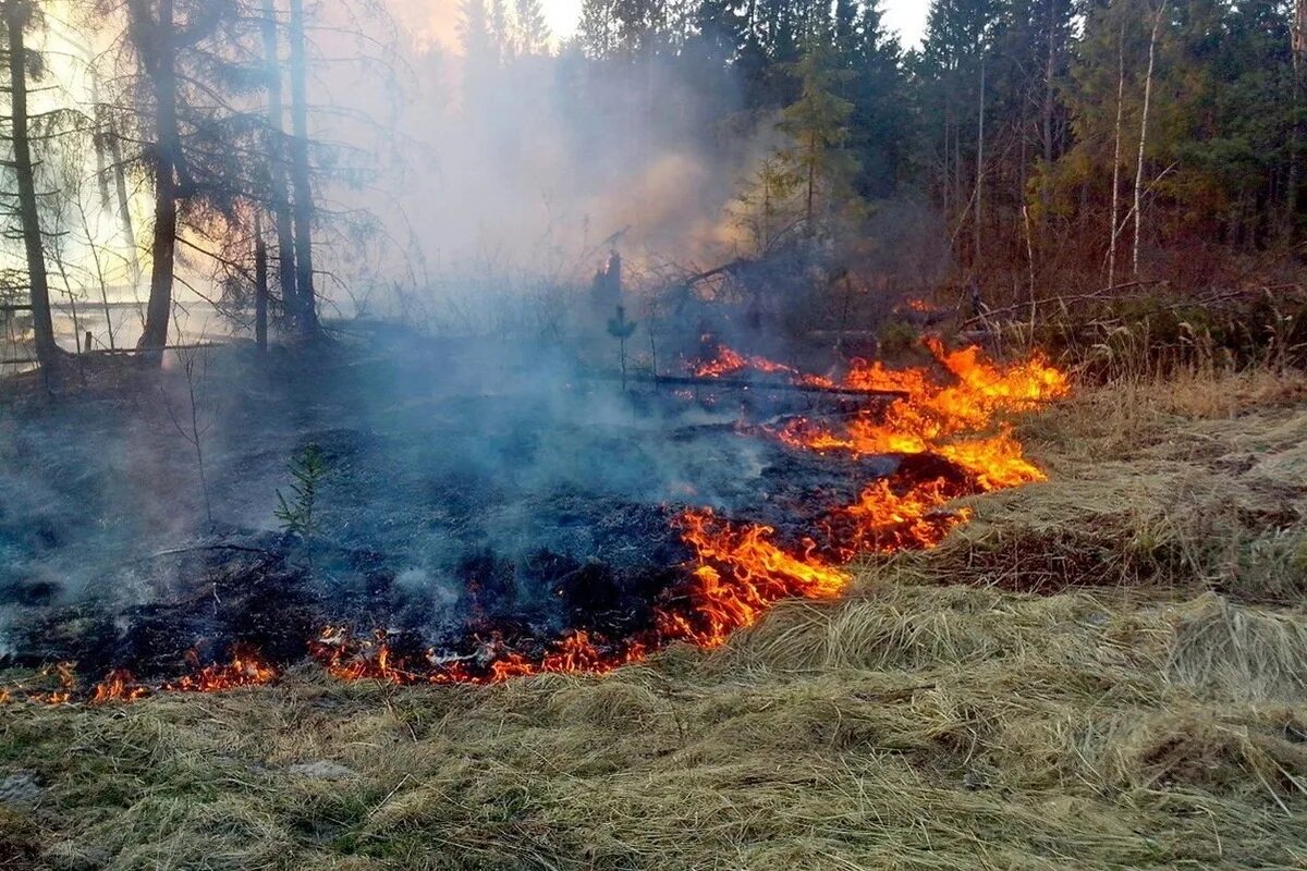 Лесной пал. Пожар в лесу. Лесные травяные пожары. Противопожарный режим в лесах. Лес от пожара.