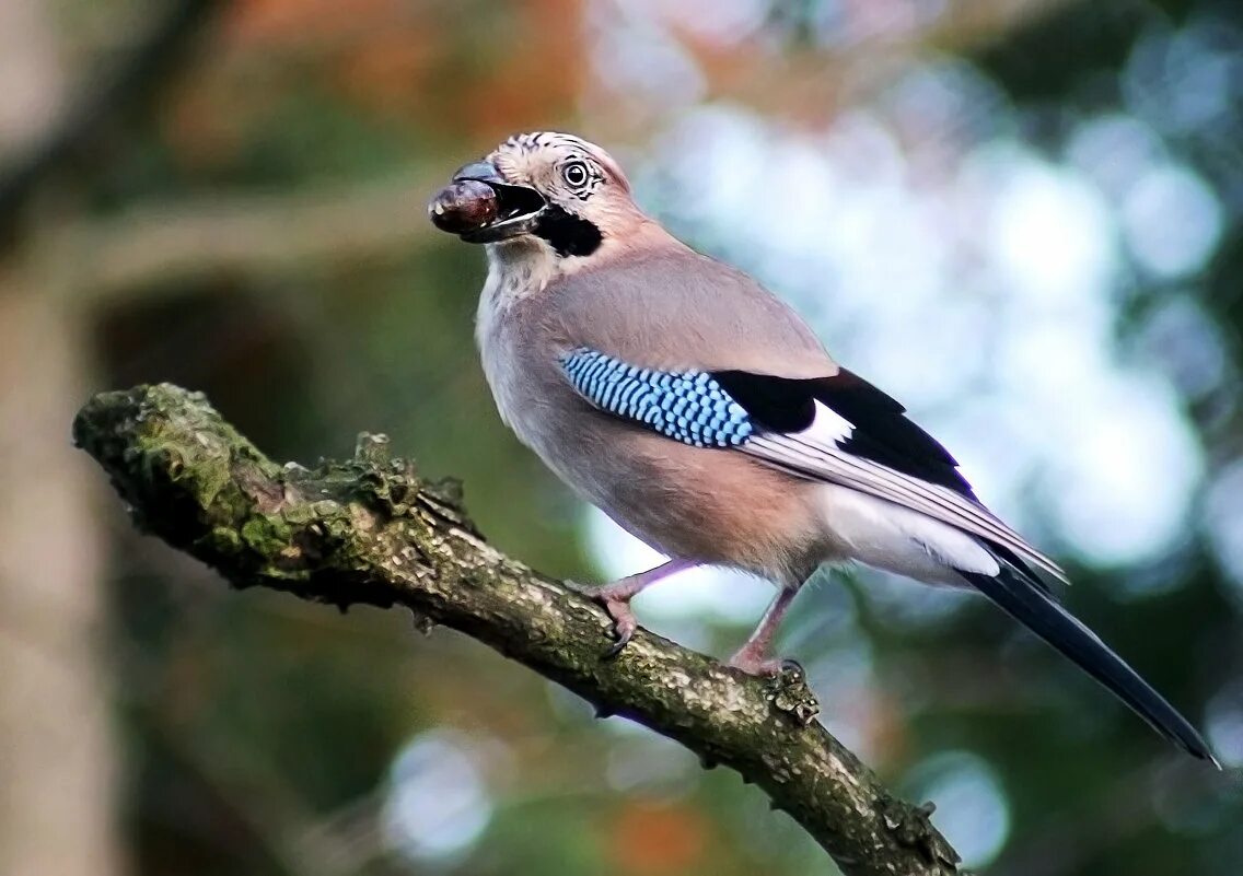 серый журавль птенец. эти красивые и большие птицы кормятся смолистой. свиристель ареал. птицы выкармливают птенцов. эти красивые и большие птицы кормятся смолистой.