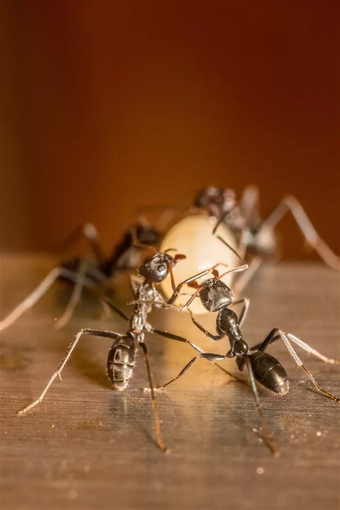 Борьба с муравьями в доме. Фараоновые муравьи. Фараоновые муравьи матка. Фараоновые муравьи Муравейник. Гнездо фараоновых муравьев.