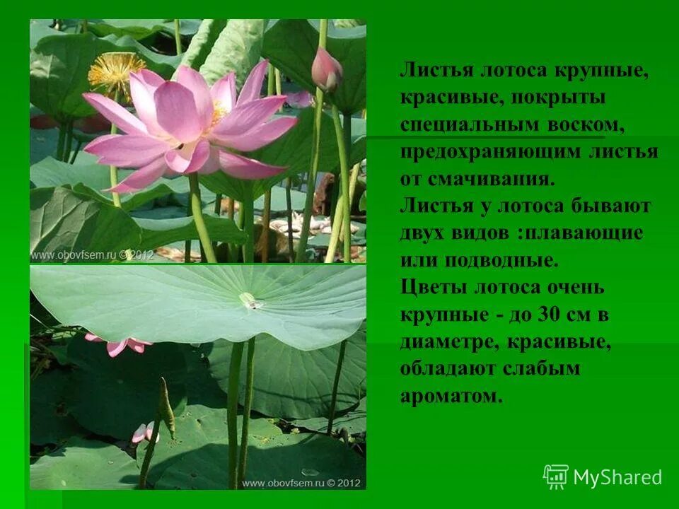 Презентация к учебному проекту на тему: "Красная книга Астраханской области"