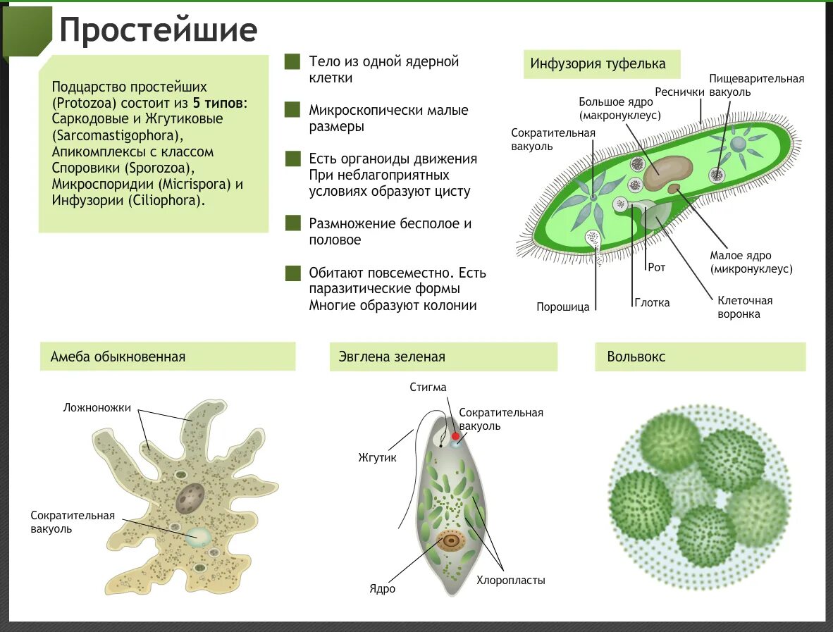 Строение простейших 7 класс биология. Виды простейших организмов 7 класс биология таблица. Характеристика типа простейшие. Тип простейшие protozoa. Значение групп простейших