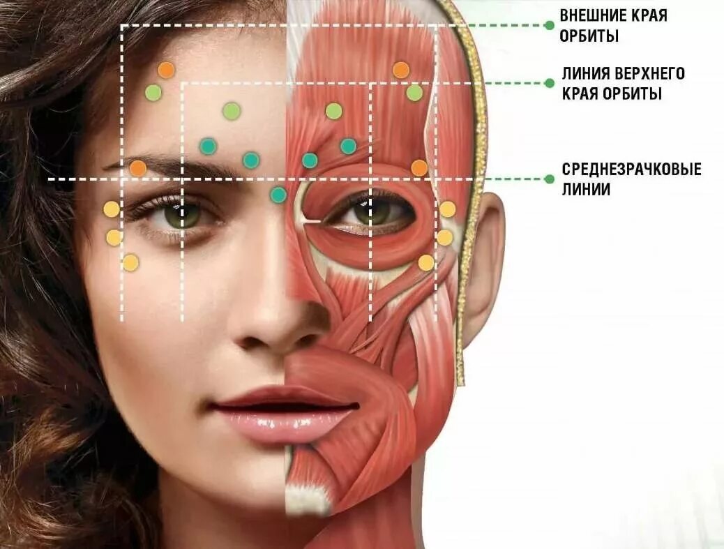 Косметология мышцы. Мышцы лица. Анатомия лица для косметологов ботокс. Анатомия мышц лица для ботокса. Мышцы лица для ботулотоксина.
