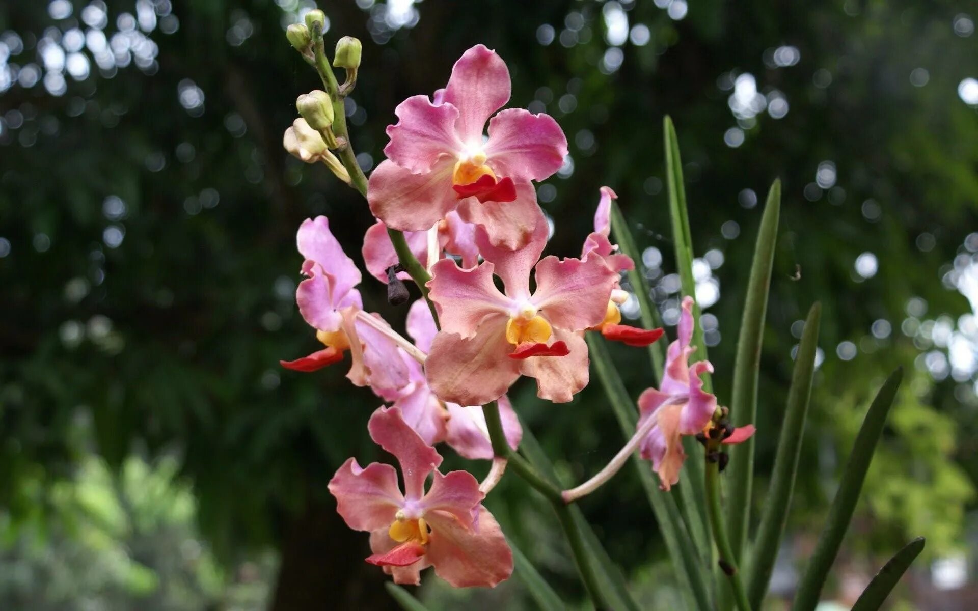 Орхидея фаленопсис Rome. Орхидея фаленопсис Рим. Фаленопсис Charleston.
