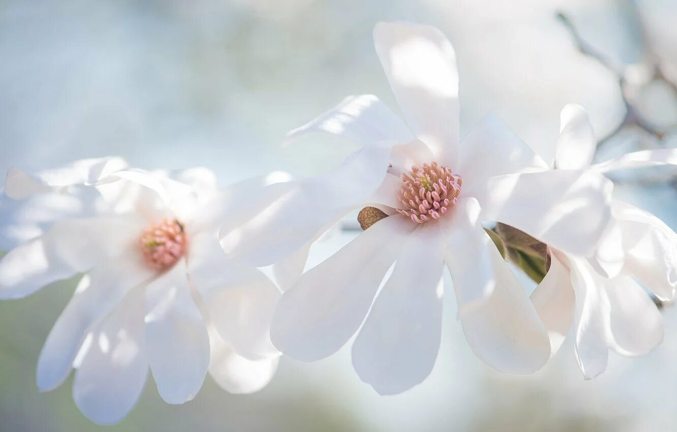 Только показались первые нежно белые. Нежный цветок. Нежные весенние цветы. Нежные белые цветы. Цвеоы свеилын.