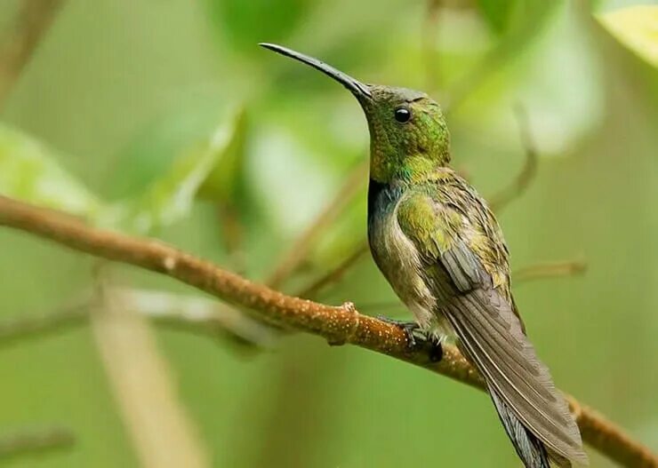 Колибри ямайский манго. Anthracothorax nigricollis. Доминиканский колибри-манго. Колибри в геленджике. Колибри ямайский манго.