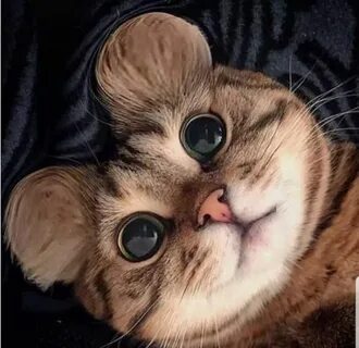 Картинка котиков милых смешных