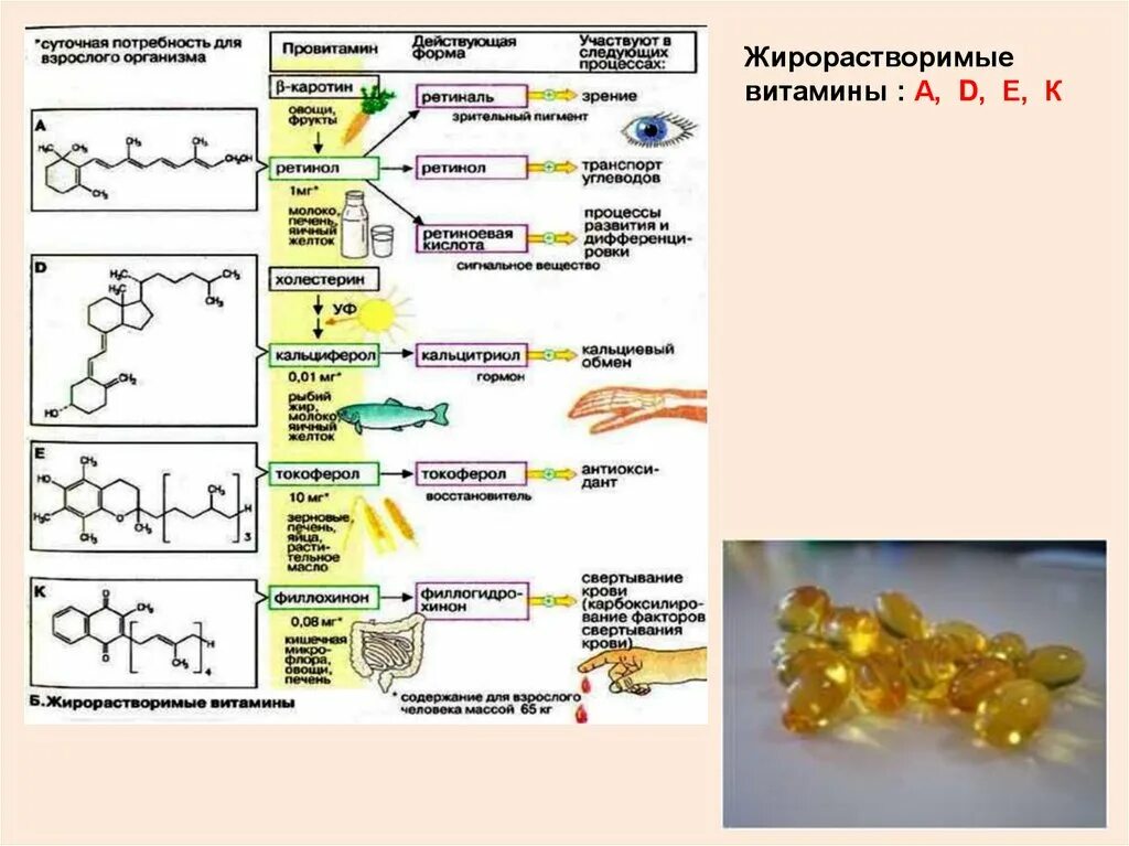 Жирорастворимые витамины это липиды. Водорастворимые и жирорастворимые витамины таблица. Таблица витамины жирорастворимые витамины. Биороль жирорастворимых витаминов.