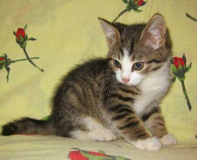 Беспородный котенок 3 месяца. Беспородный котенок 3 месяца. Беспородный котенок 3 месяца. Беспородный котенок 3 месяца. Гладкошерстный котенок 2 месяца.