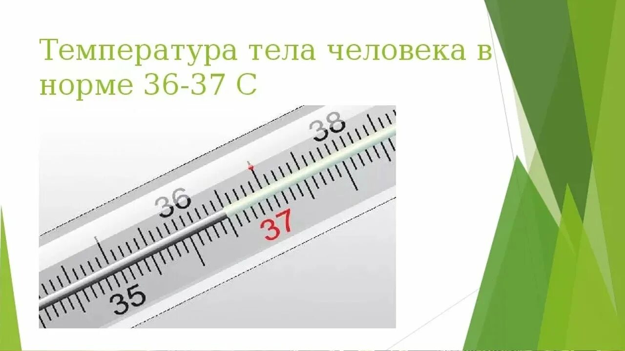 Температура тела 36 у взрослого причины. Температура тела. Температура человека. Норма температуры человеческого тела. Норма температуры тела у взрослого.