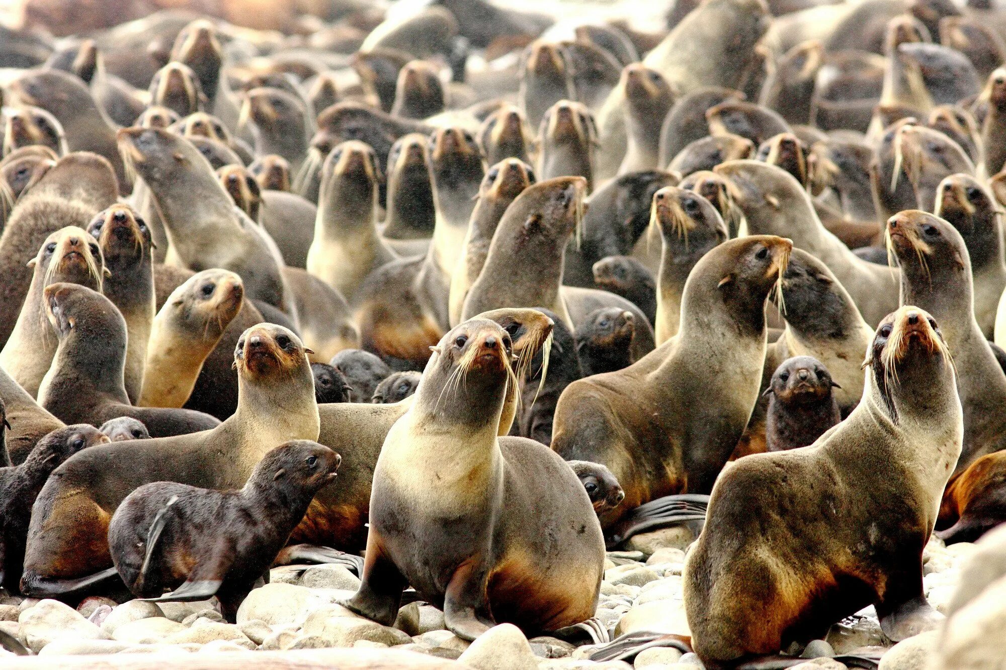 Командорский заповедник лежбище. Лежбище сивучей камчатка. Лежбище ластоногих. Лежбища морских котиков заповедник. Командорские острова лежбище морских котиков.