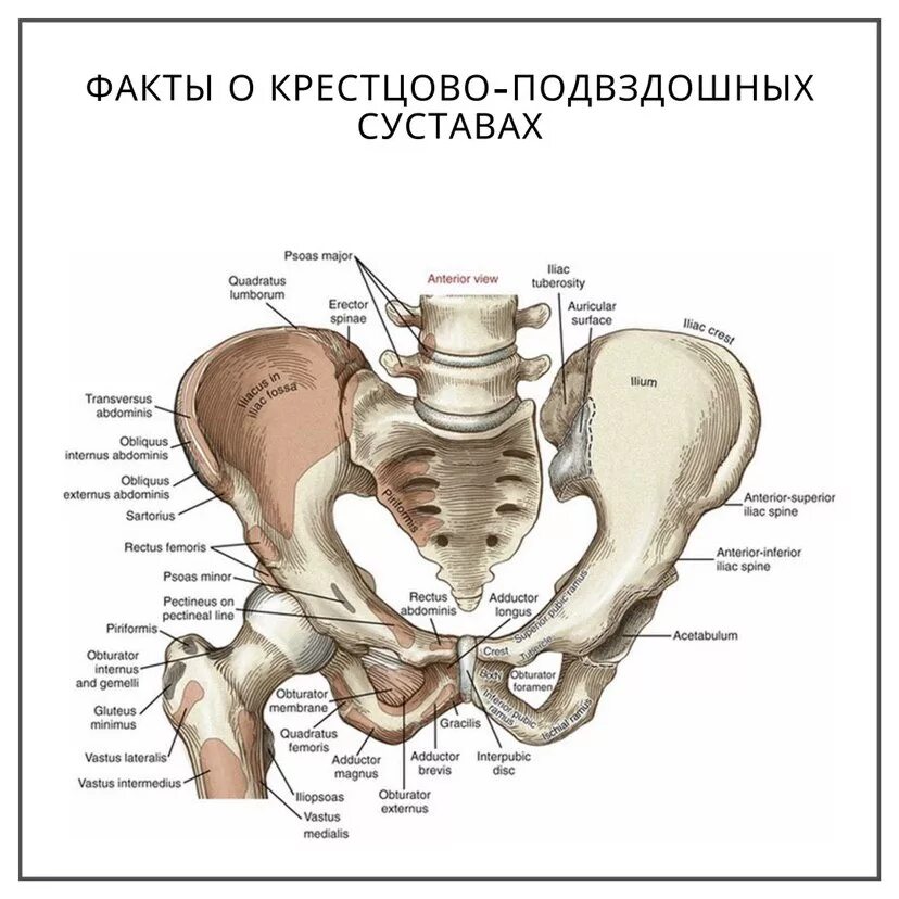 Правая лонная кость. Строение крестцово-подвздошного сустава. Строение таза подвздошная кость. Крестцово-подвздошный сустав (Art. Sacroiliaca) образуется. Соединение крестцово подвздошного сустава.