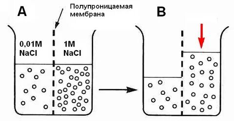 Осмос через мембрану клетки