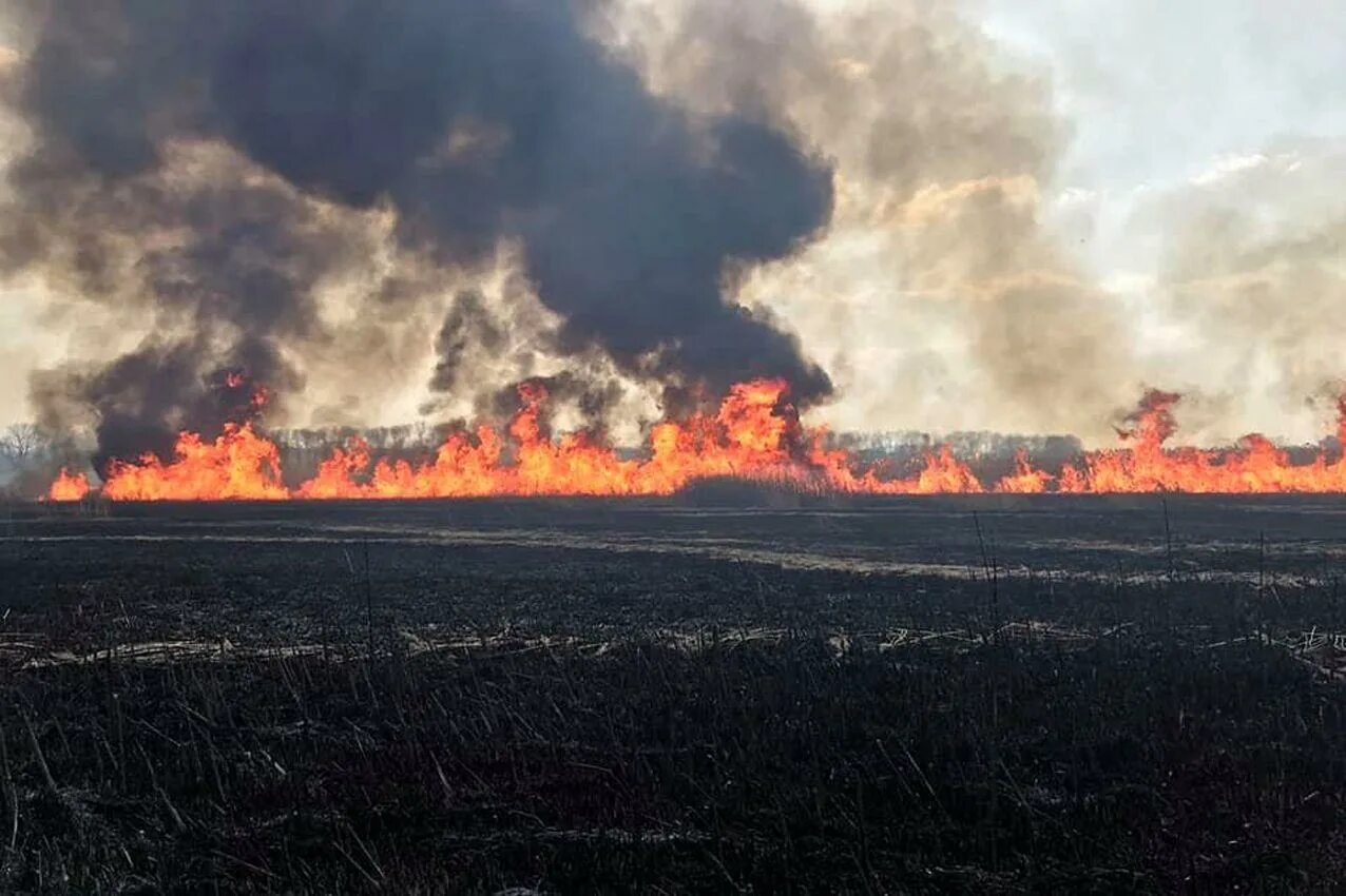 Выгоревшая трава. Пожар на лугах. Горит сухая трава. Сгоревшая трава