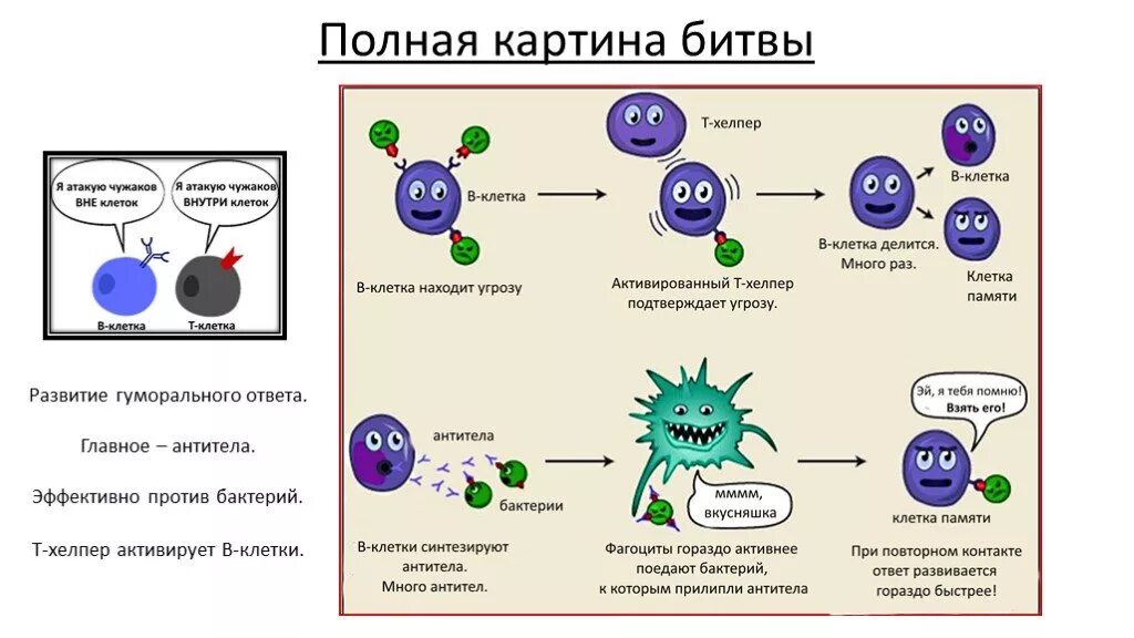 Т-клетки иммунной системы и антитела. Фазы развития иммунного ответа. Схема иммунного ответа на бактерию. Схема клеточного механизма образования иммунитета.