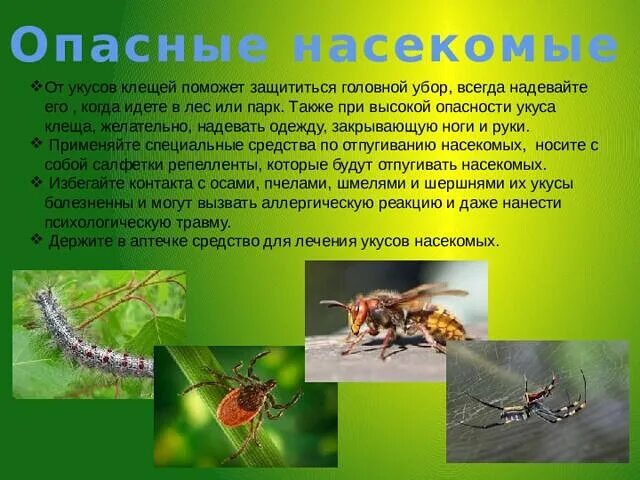 Опасные лесные насекомые. Лесные опасности окружающий мир клещ. Жалящие насекомые. Ядовитые животные и насекомые леса. Опасные насекомые в лесу 2 класс.