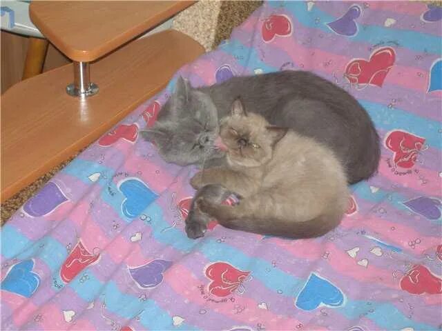 Когда котята начинают мурчать. Недельные котята. когда котёнок начинает сам кушать. с какого возраста котята начинают кушать самостоятельно. когда котята начинают есть сами.