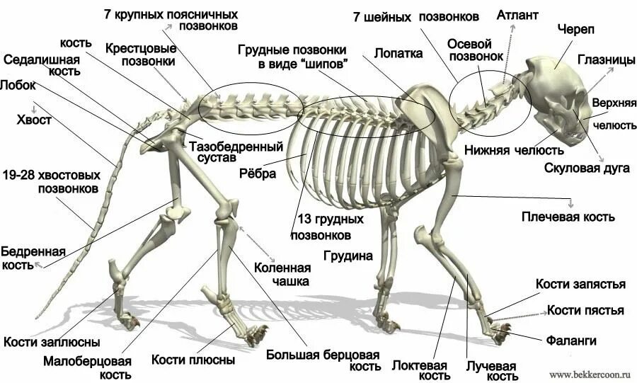 Значение грудной клетки для животного млекопитающего