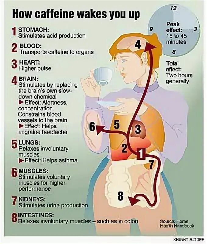 Caffeine программа. Caffeine and effect on body system. love brain heart control caffeine.