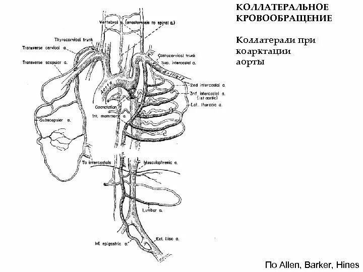 Значение коллатерального кровообращения