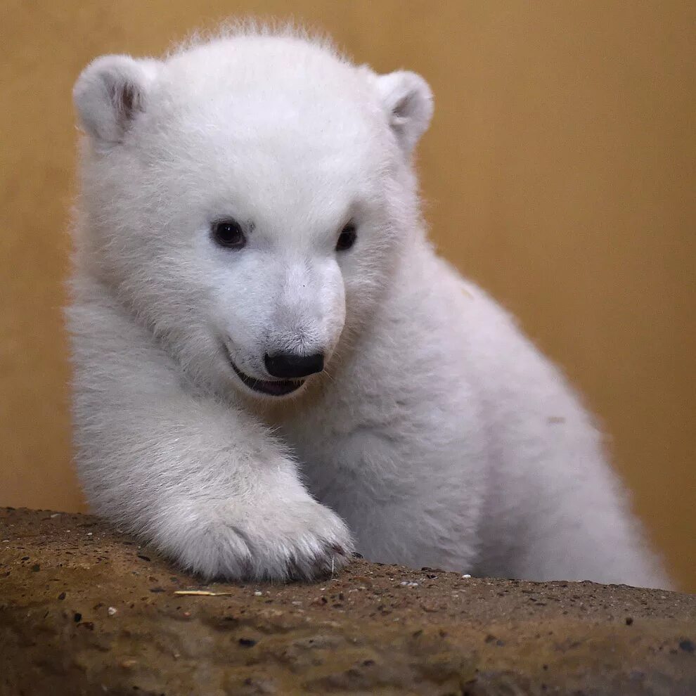 Маленькие картинки медведя. Белый Медведвежонок. Маленький Полярный Медвежонок. Белый медведь альбинос. Маленький белый Медвежонок.