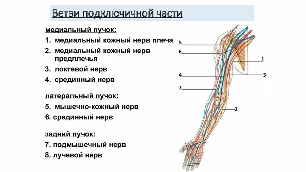 Кожно нервные. Срединный нерв анатомия схема. Мышечно кожный нерв анатомия. Подключичная область артерии и нервы. Латеральный кожный нерв предплечья.