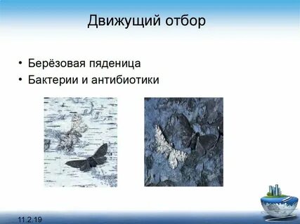 Движущая эволюция стабилизирующая