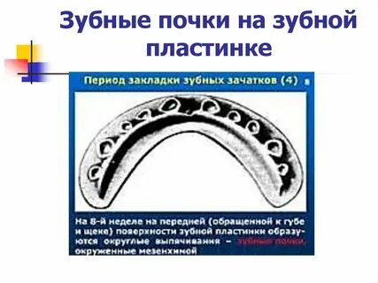 Почки зубы