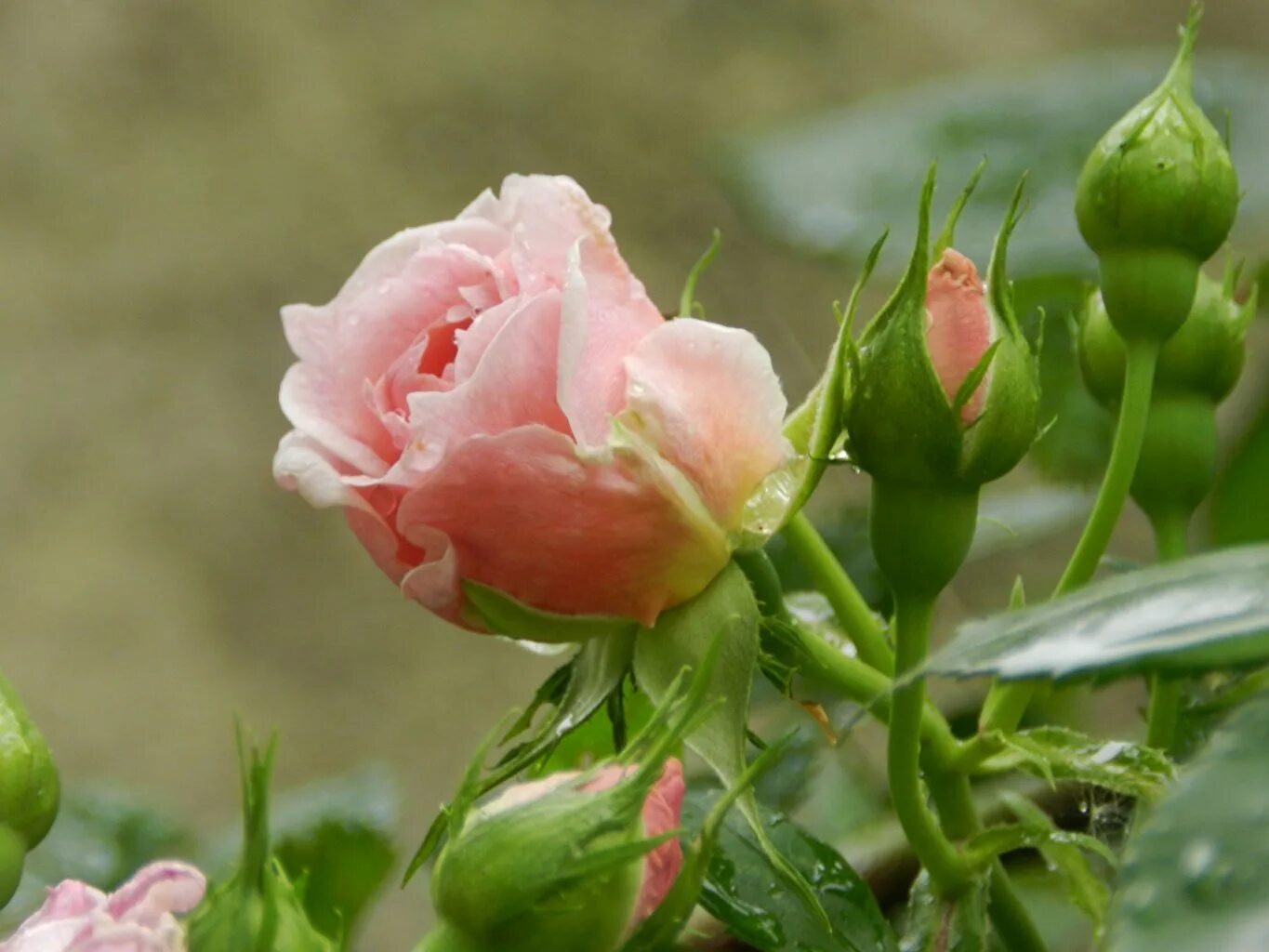 Чашелистик розы. Бутон розовой розы