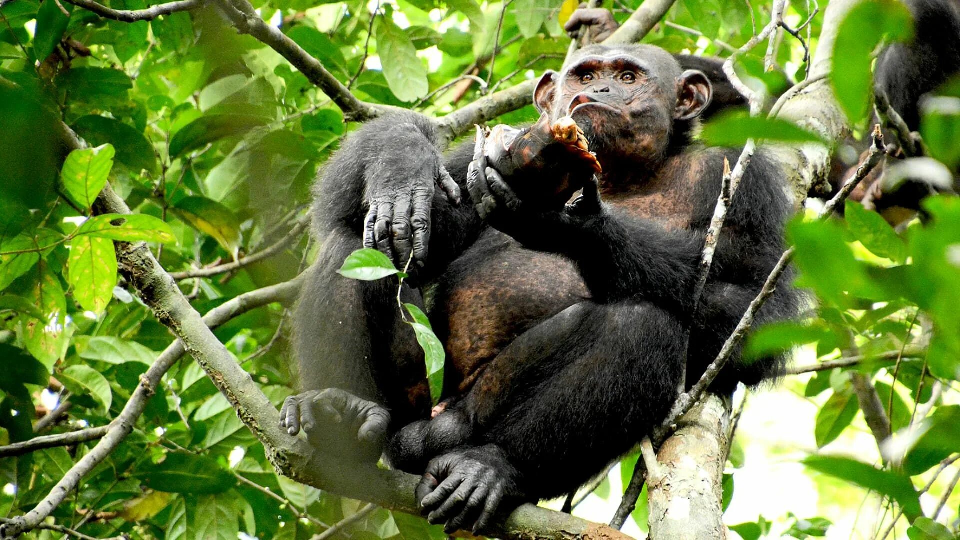 Miopithecus talapoin. Шимпанзе фото.