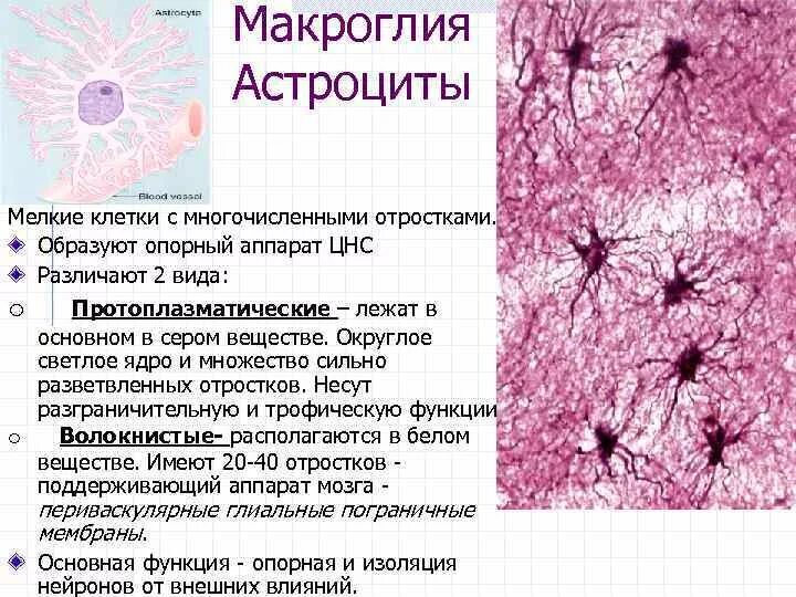 Астроцитарная макроглия. Клетки нейроглии гистология. Астроцитная глия гистология. Астроцитарная глия препарат гистология.