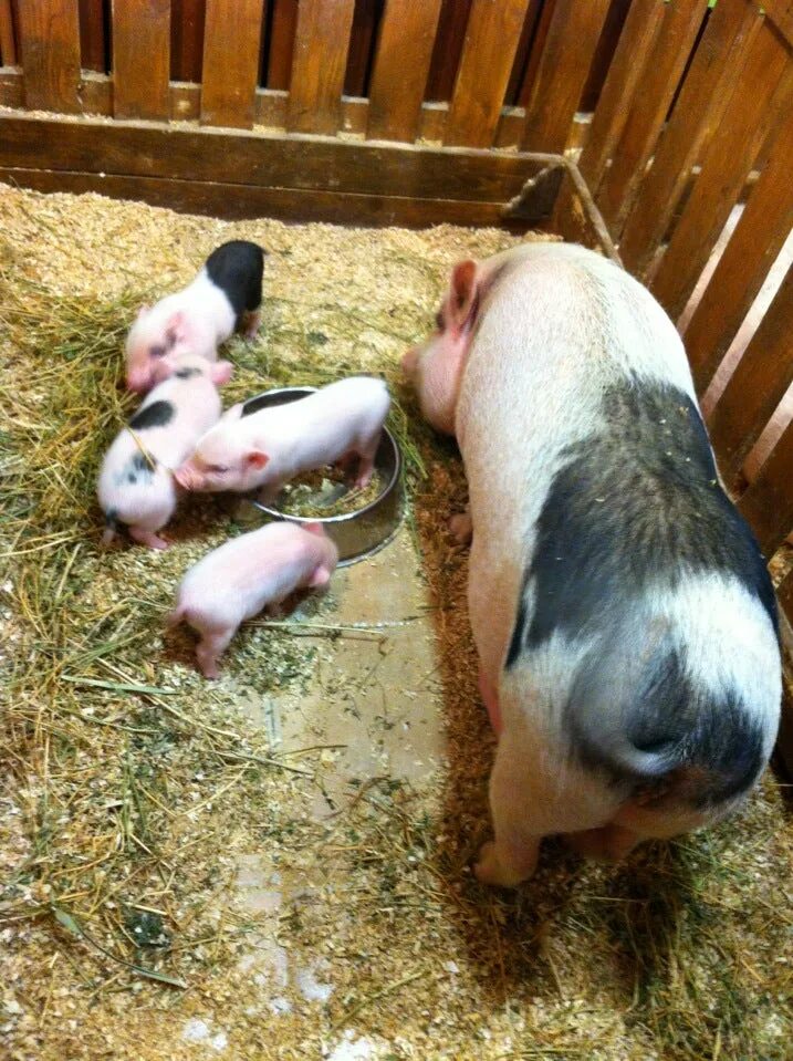 трогательный зоопарк тула. трогательный зоопарк казань. трогательный зоопарк ростов-на-дону. контактный зоопарк ростов-на-дону театральная. капибара селфи.