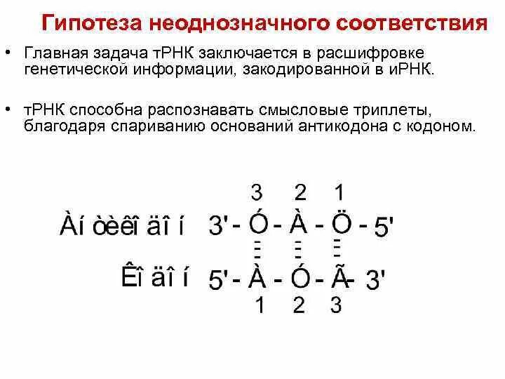 Неоднозначные задачи. Гипотеза качания. Гипотеза качания, или неоднозначного соответствия.. Гипотеза качания кодонов. Механизм неоднозначного соответствия.