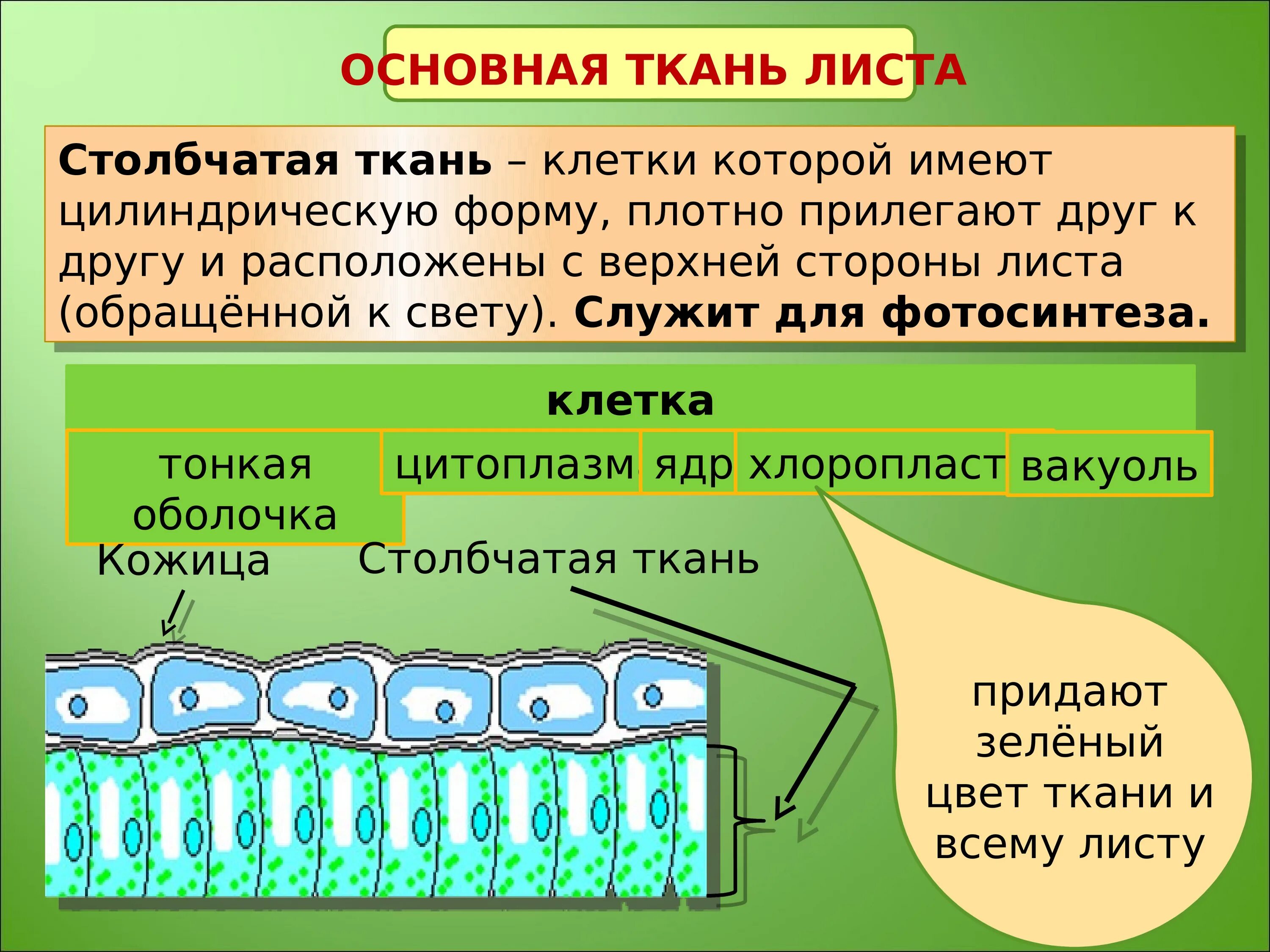 Столбчптая и гбчатпя ькань. Строение клетки столбчатой ткани. Столбчатая и губчатая ткань листа. Внутреннее строение листа функции губчатой ткани.