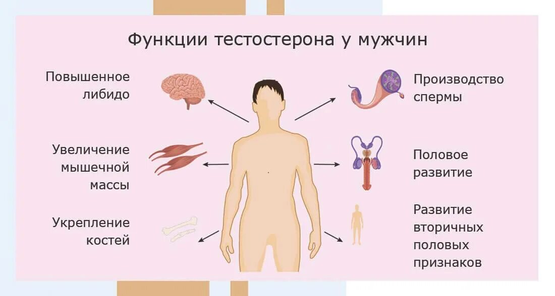 Тестостерон. Тестостерон гормон. Мужской гормон тестостерон. Тестостерон функции. Кровь на мужские гормоны