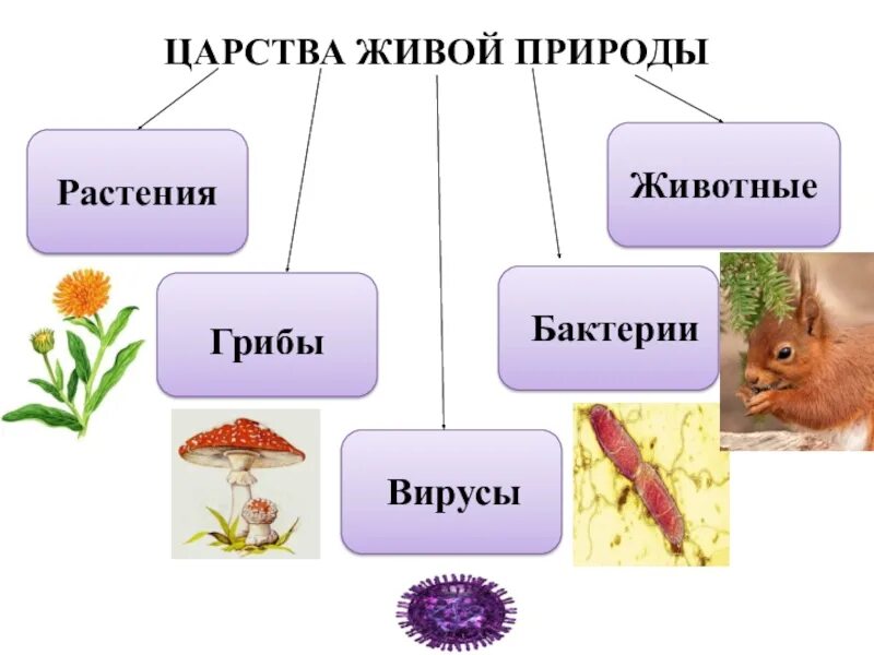 Биология 5 кл царство живой природы. Биология схема царства живой природы. Бактерии грибы растения животные это царство. Биология 4 царства живой природы.