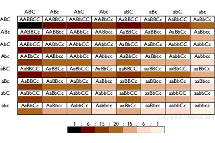 Генотип aabbcc. Aabbcc. aabbcc х aabbcc. таблица пинета aabbcc= aabbcc. картинки aabbcc.