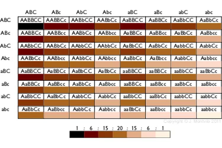 AABBCC. AABBCC Х AABBCC. Таблица Пинета AABBCC= AABBCC. Картинки AABBCC.