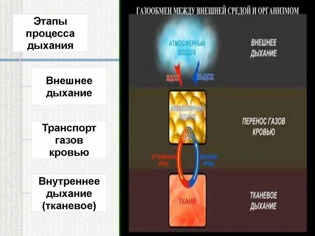 Внешнее дыхание транспорт газов кровью тканевое дыхание. Этапы процесса дыхания. Этапы дыхания физиология. Этапы внешнего дыхания. Последовательность этапов процесса дыхания