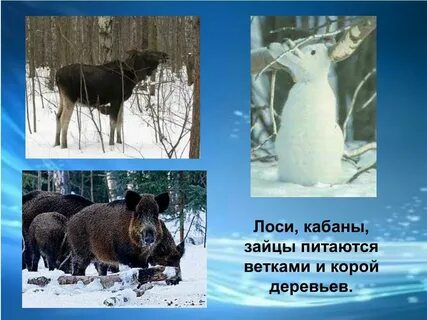 Лось кабан заяц