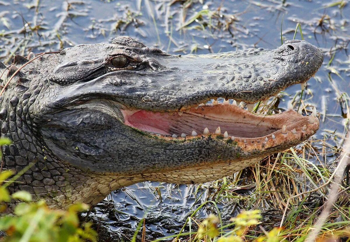 Defender alligator. Миссисипский Аллигатор. Миссисипский Аллигатор зубы. Миссисипский Аллигатор строение. Миссисипский Аллигатор Северной Америки.