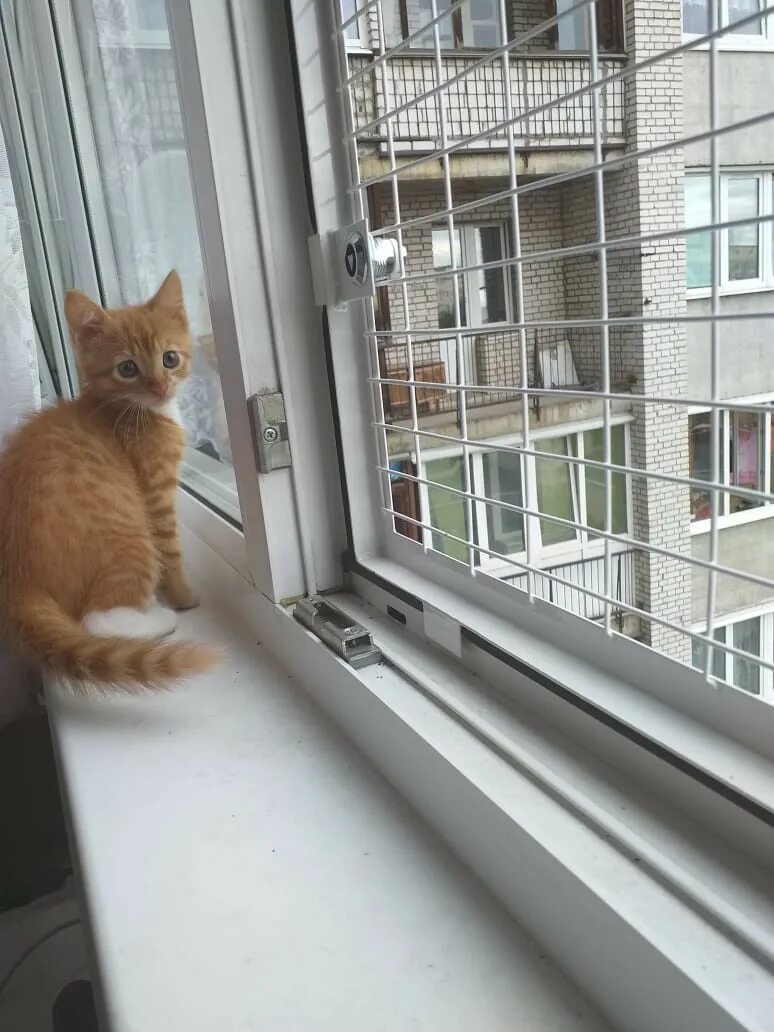 Бфк антикошка. Антикошка на пластиковые окна установка. Антикошка на пластиковые окна установка. Антикошка на окна. Клетка антикошка.