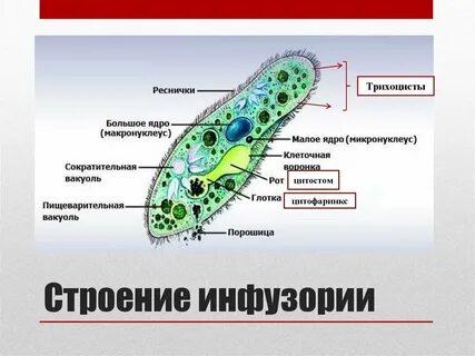 Видео простейшие 5 класс