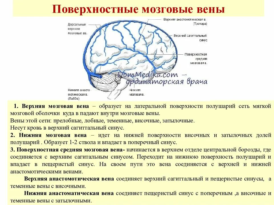 Отток головного мозга. Поверхностная средняя мозговая Вена. Вена Галена головного мозга. Анатомия вены Галена. Поверхностные мозговые вены анатомия.